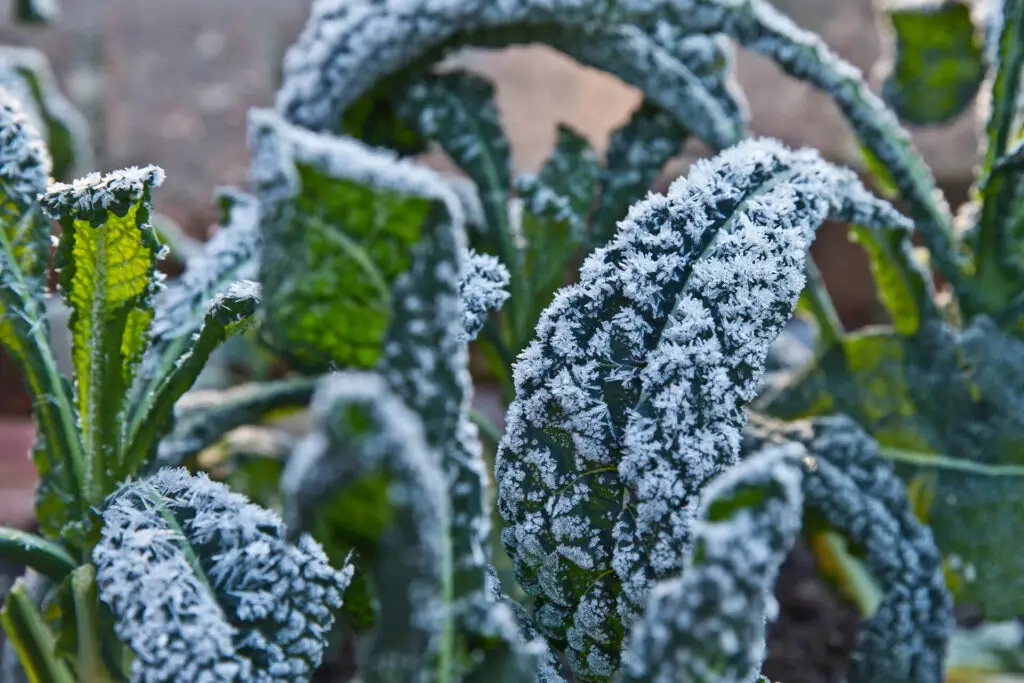 Winter Gardening Zone 7