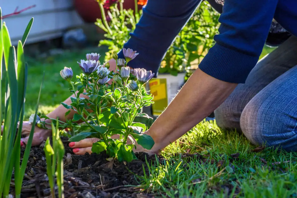 Woman Planting Flowers