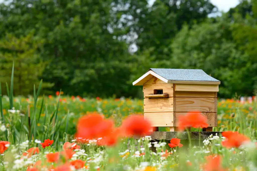 Wooden Beehive