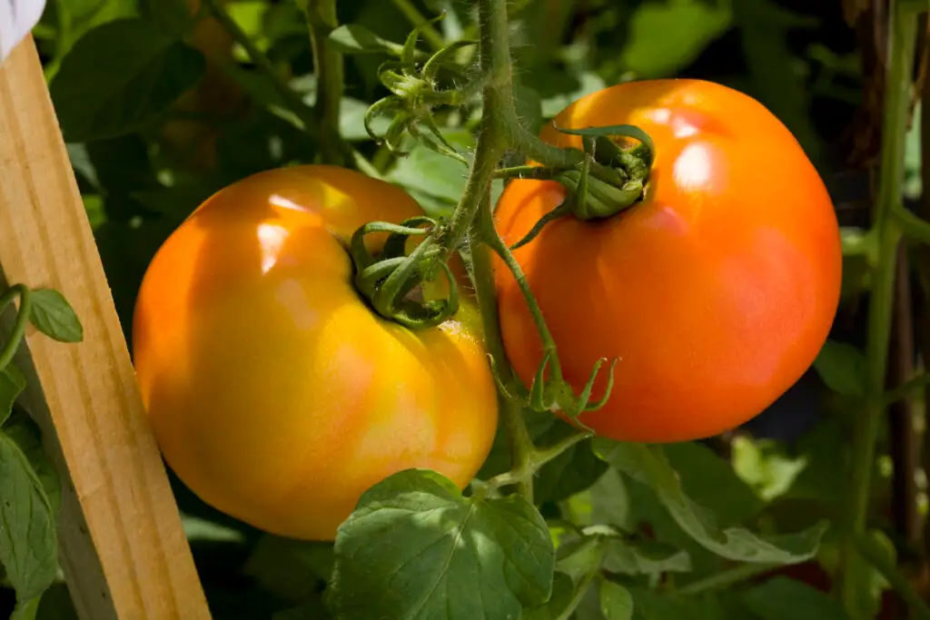 Yellow and Orange Tomato
