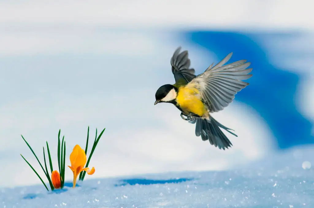bird in snow