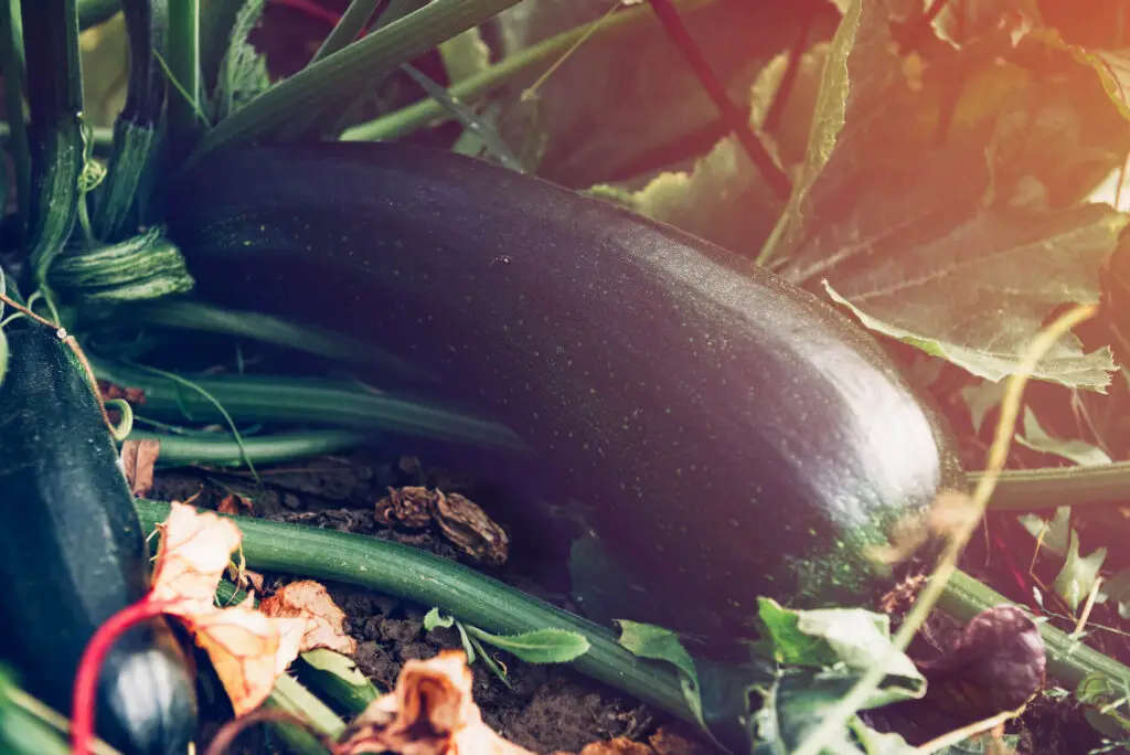 Zucchini Up Close