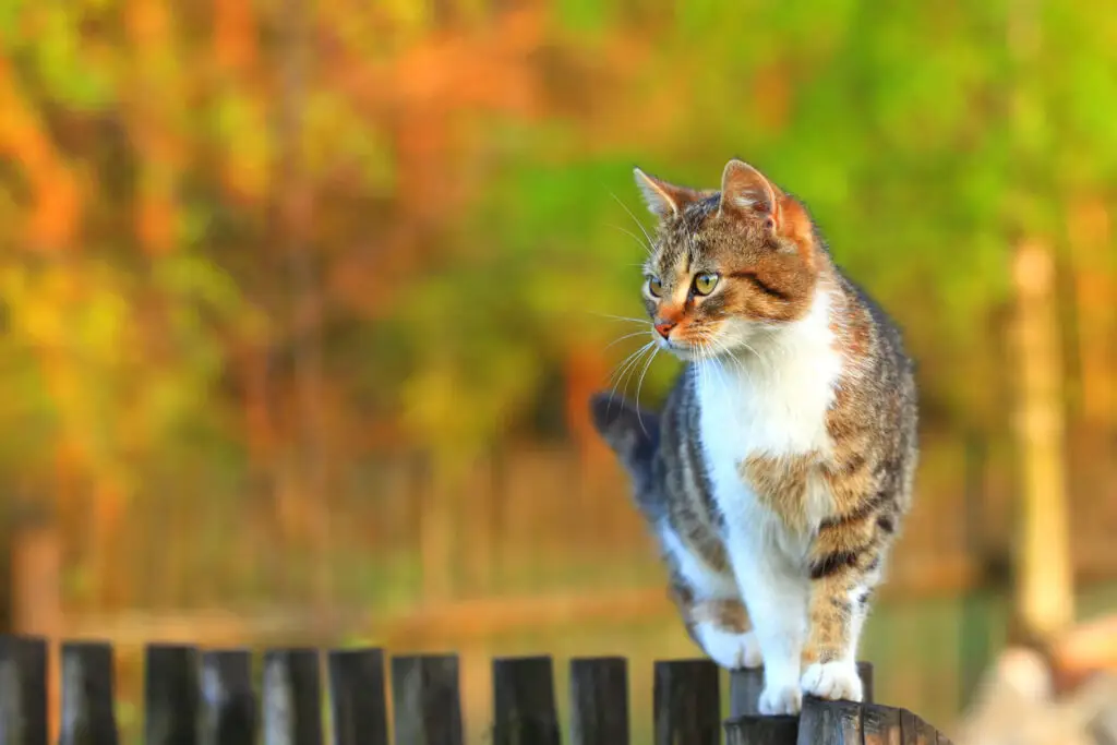 animals for natural pest control