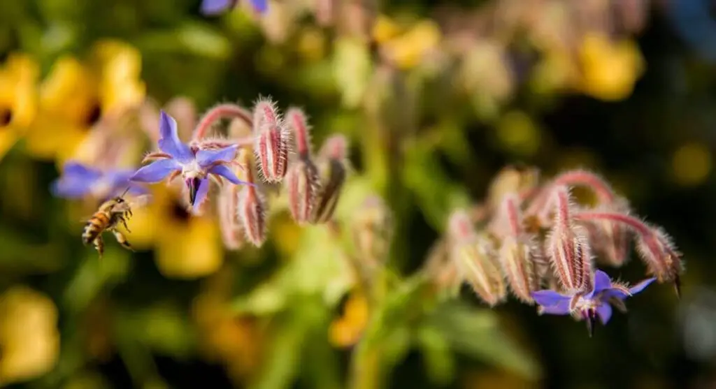 close up of bee and flower