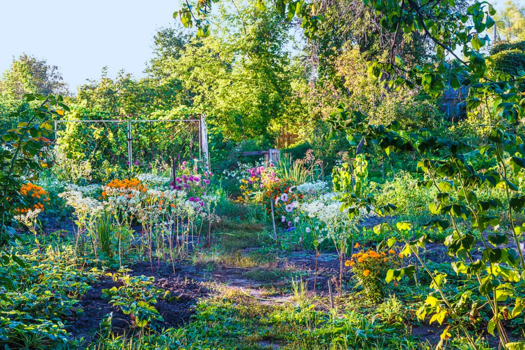 august garden happenings