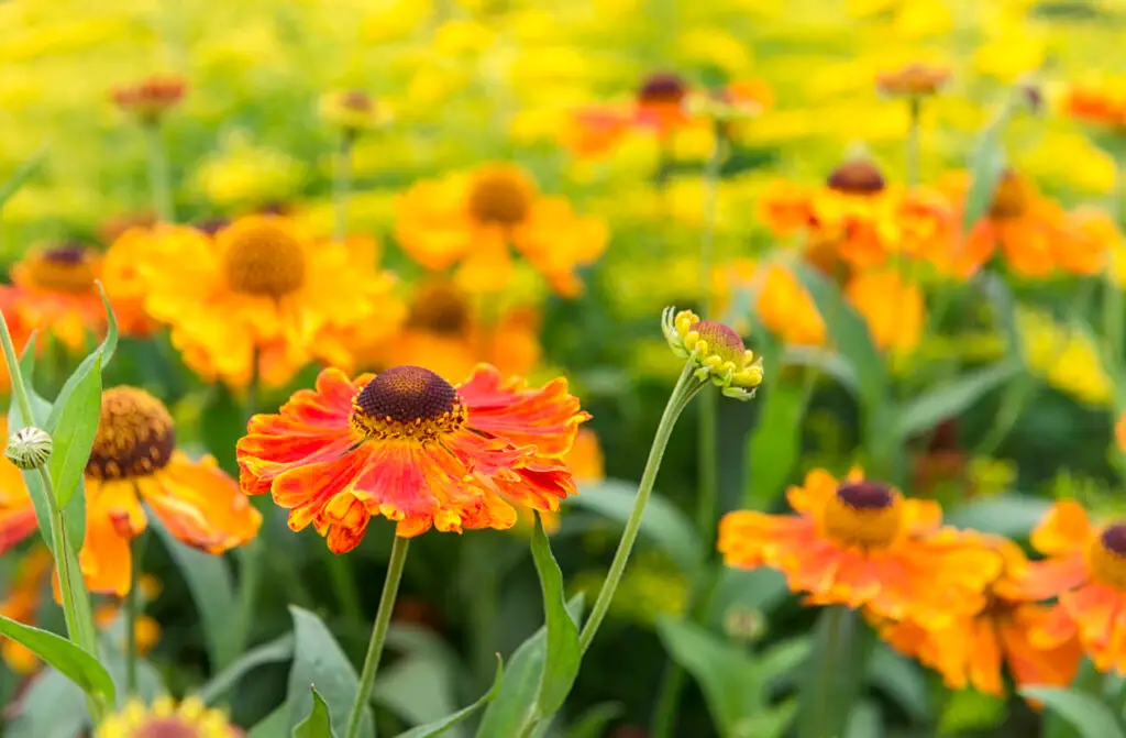 autumn garden flowers