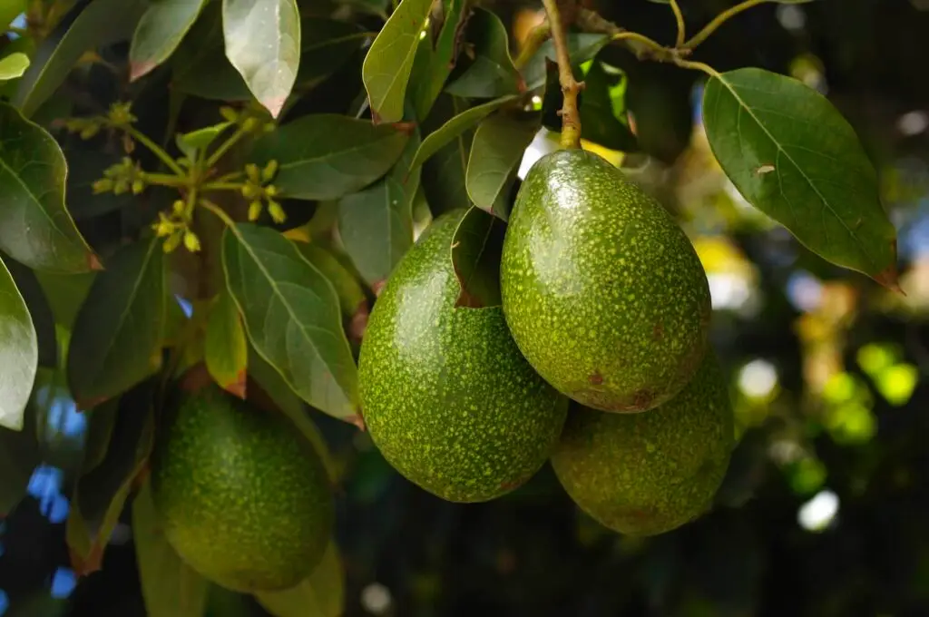 avocado tree