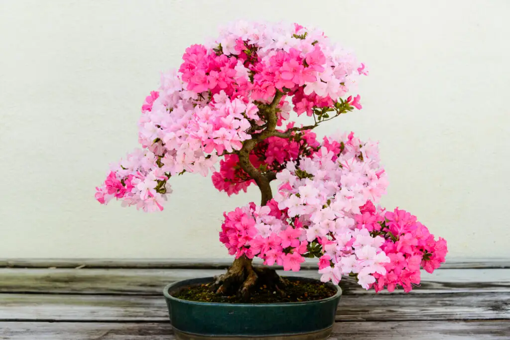 azalea bonsai