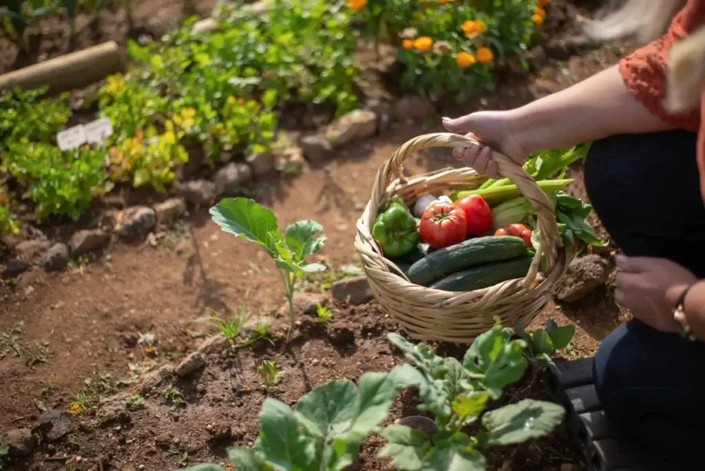 basket of produce