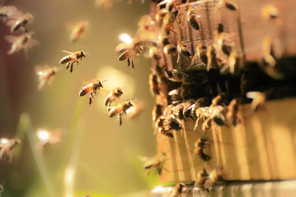bee hive