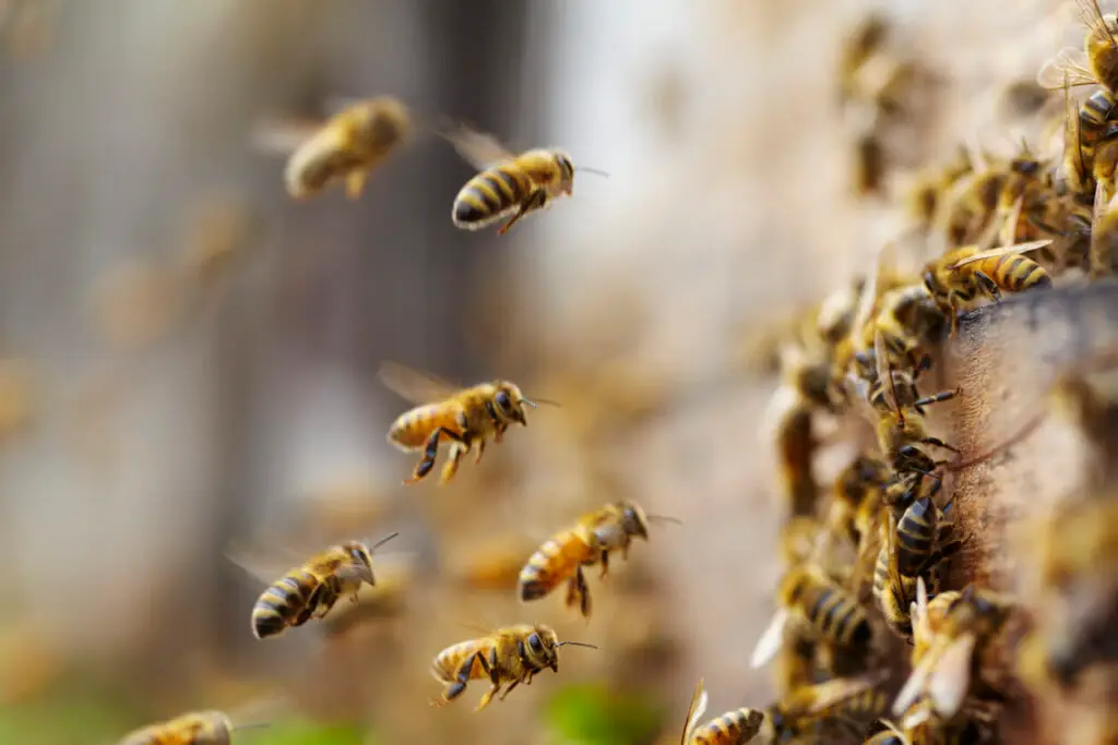 beekeeping in winter