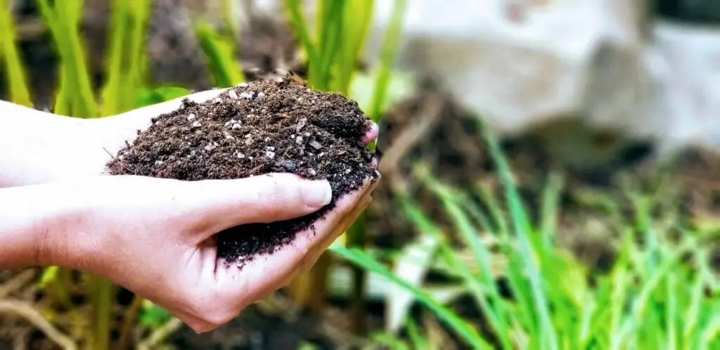 biochar