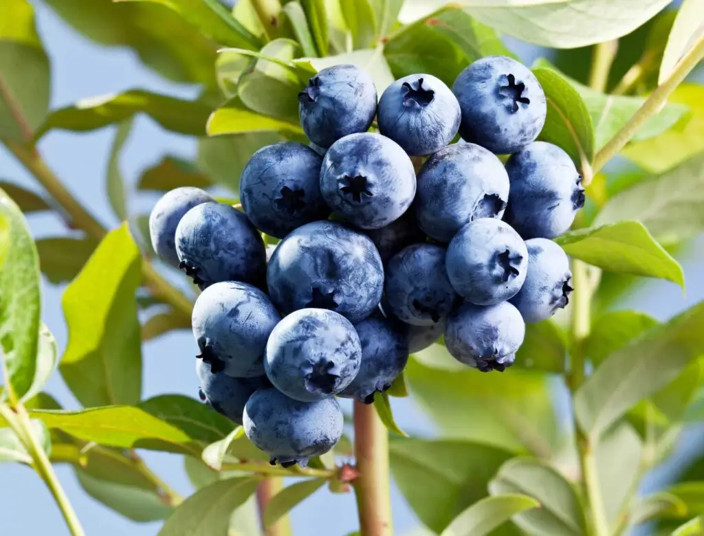 blueberries on a shrub