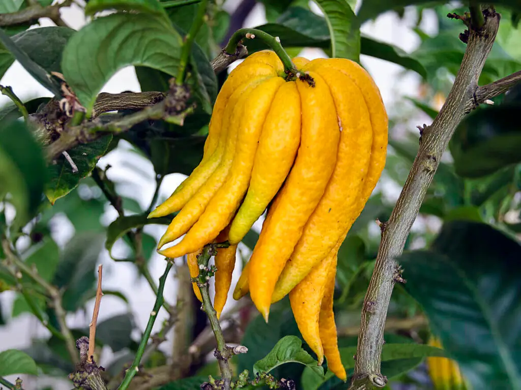 buddhas hand lemon
