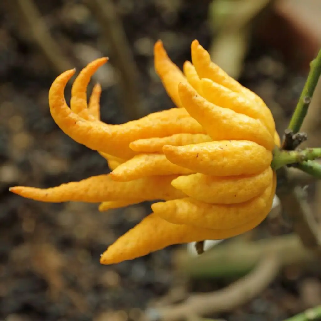 buddhas-hand-lemon