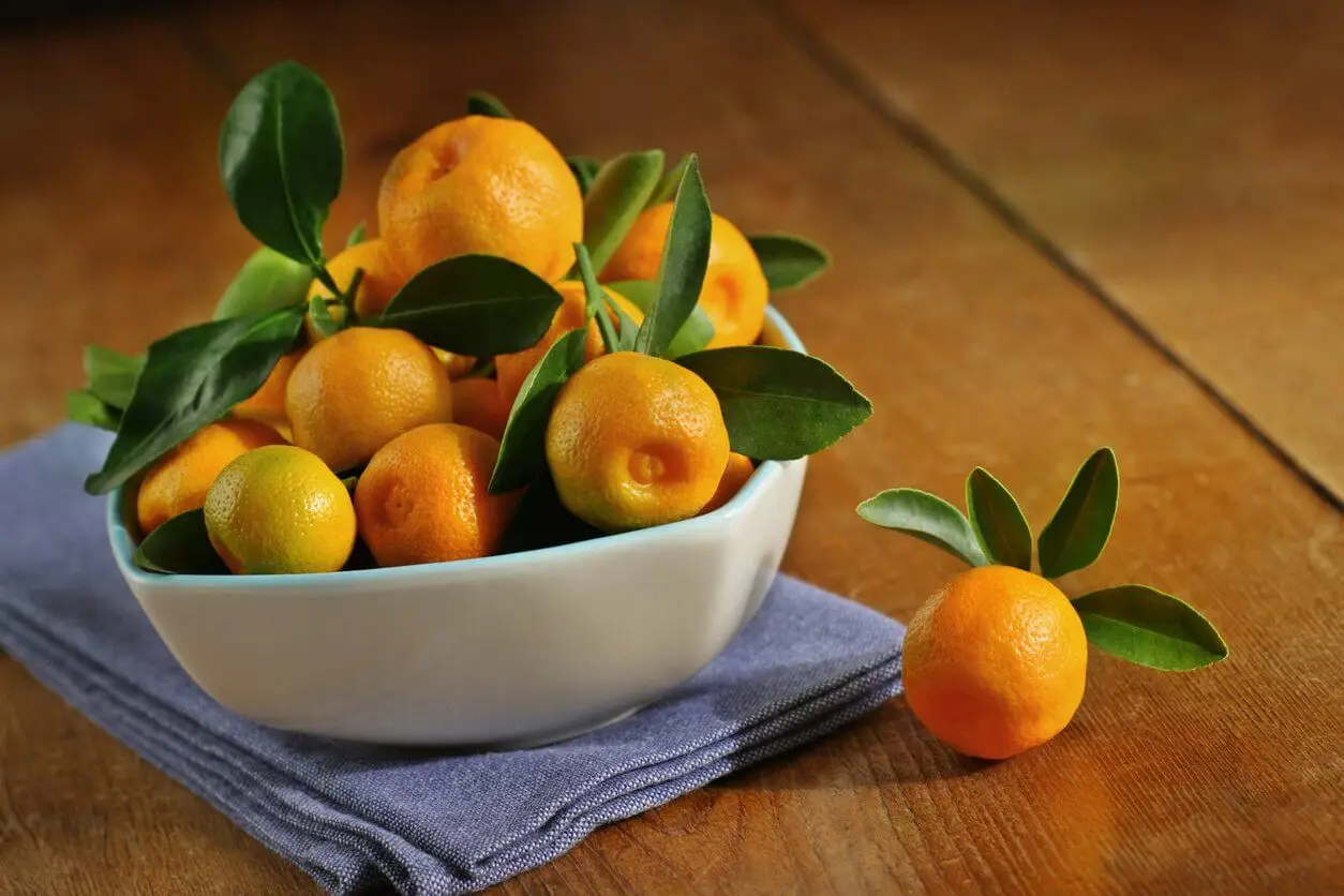Calamondin
