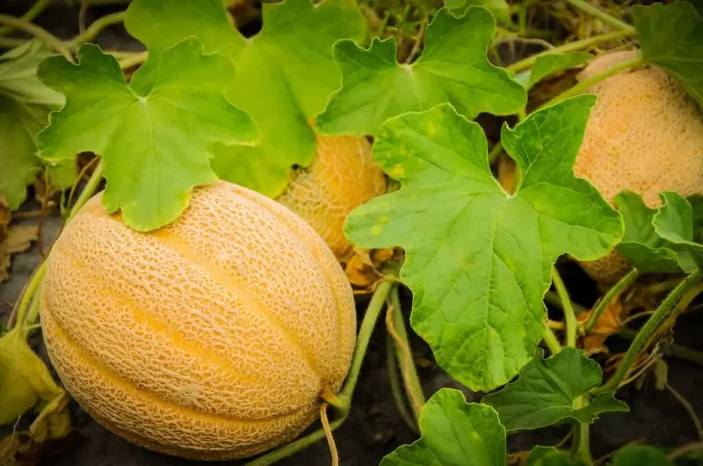 cantaloupe