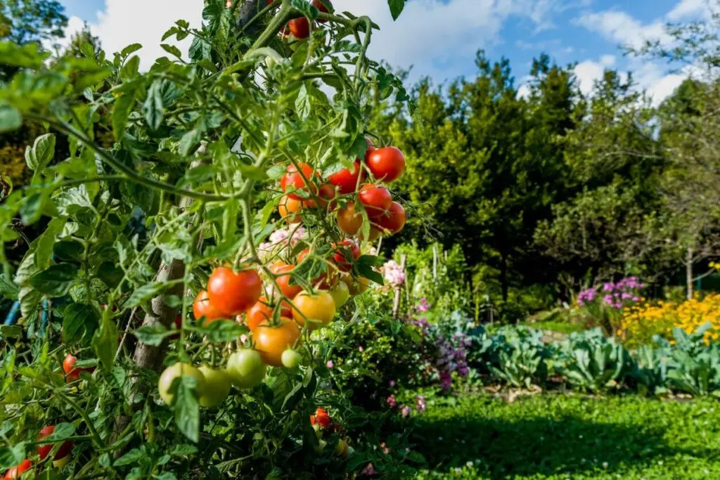 cherry tomatoes