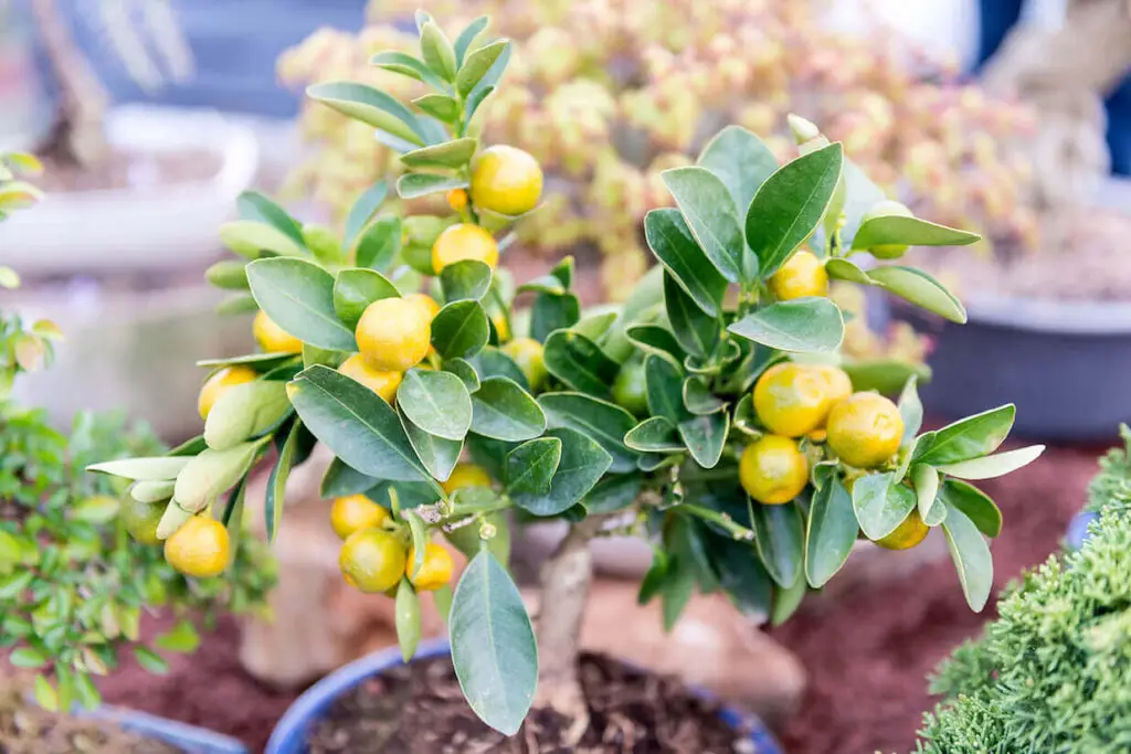 citrus