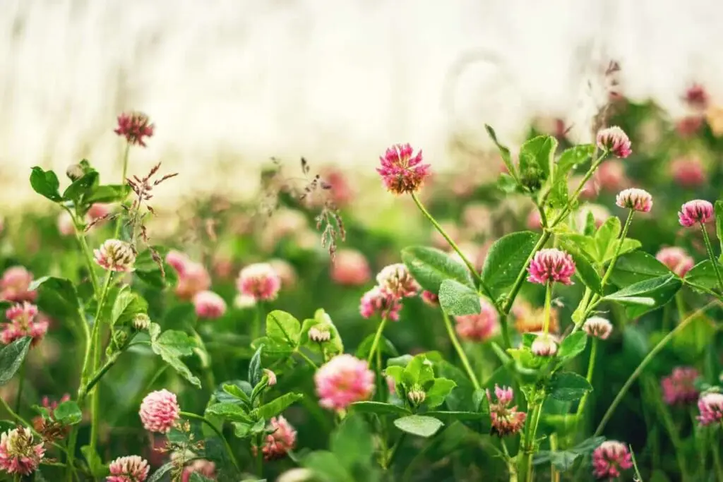clover flower Copy