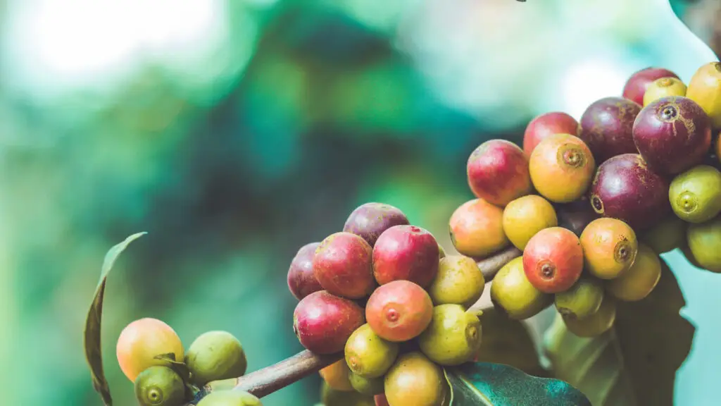 coffee bean crop