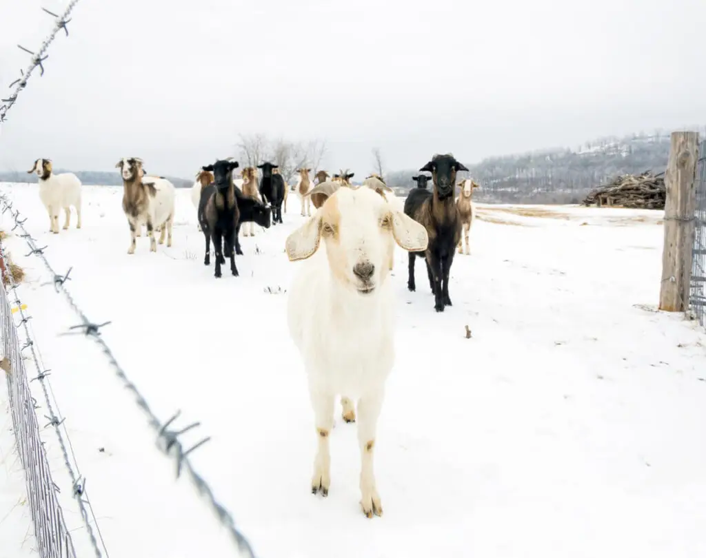 cold weather goat in snow