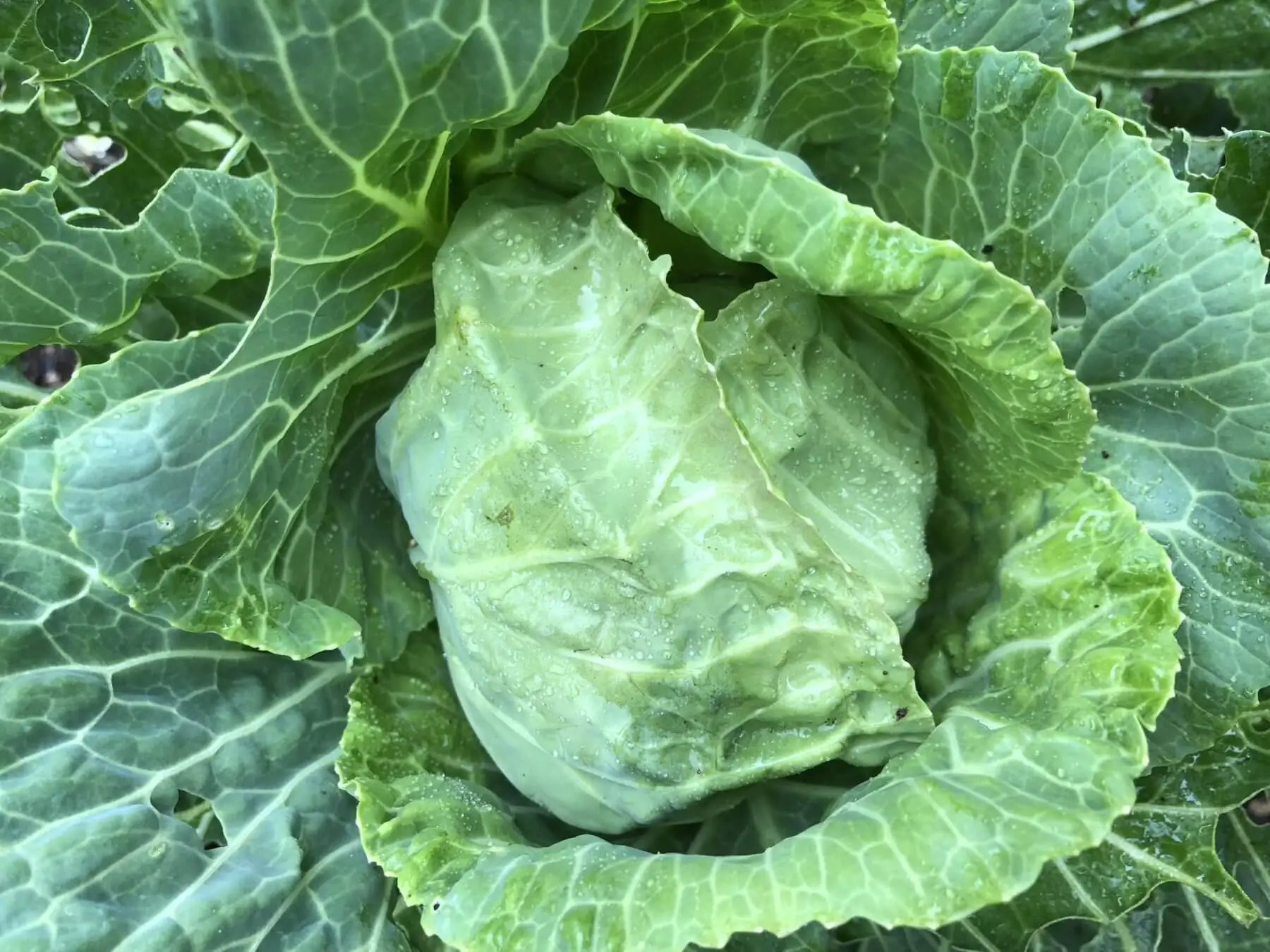 Cole Vegetables are good For Winter