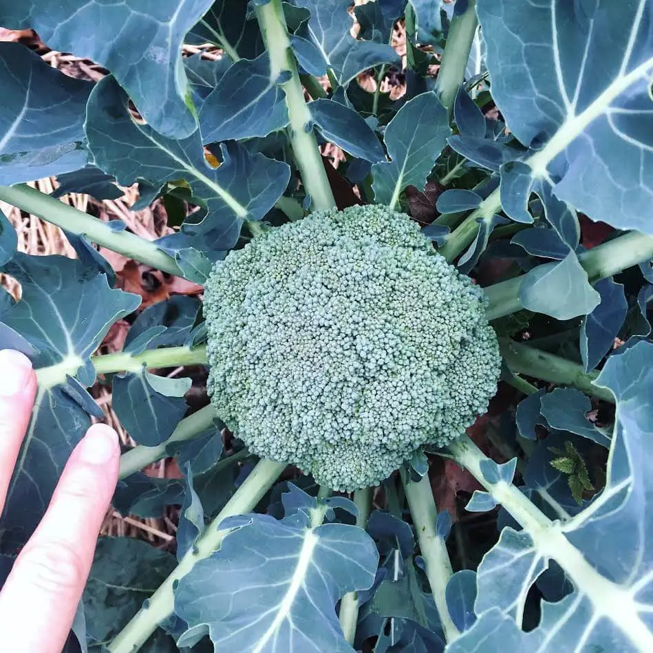 Broccoli is a Hardy Vegetable