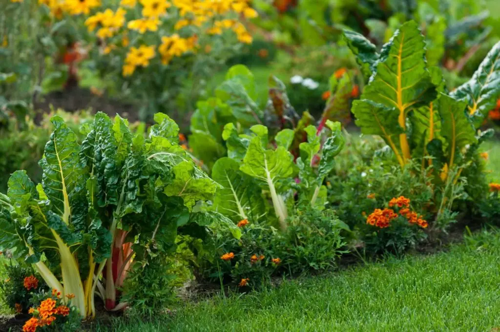companion planting garden