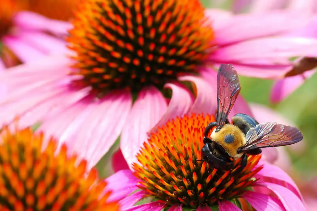 coneflower