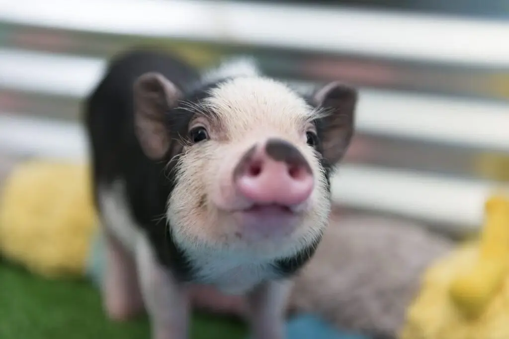 cute baby pig