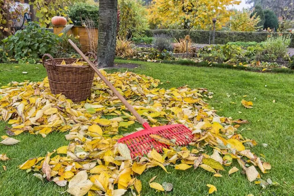 fall leaves garden