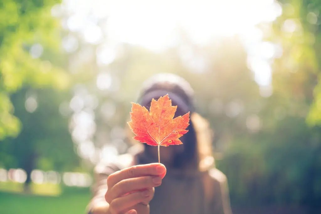 fall leaves garden ideas