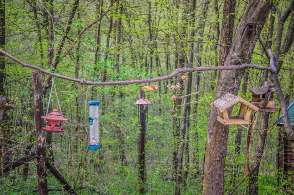 feeding the birds