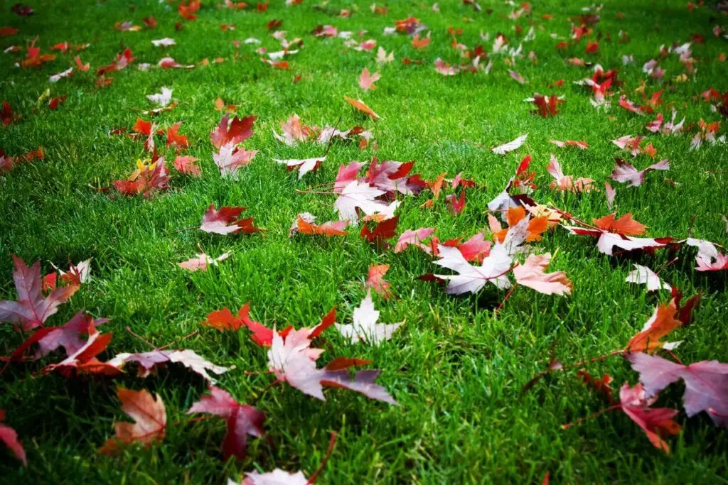 fertilize your fall lawn