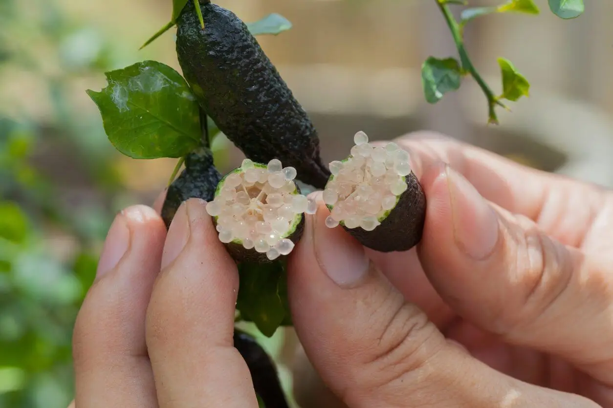 Finger Lime