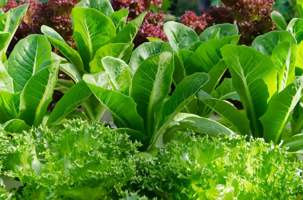 foliage