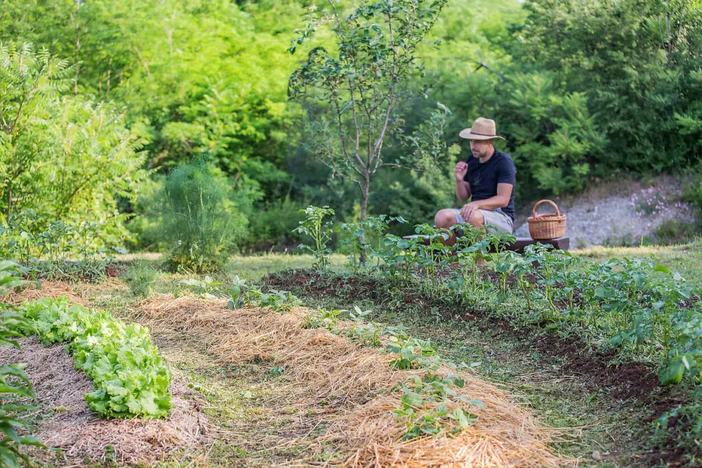 food forest