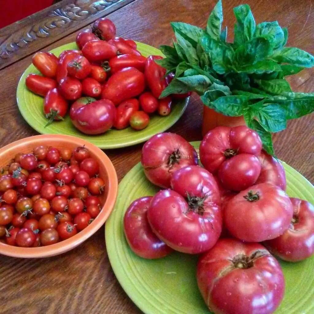 fresh tomatoes