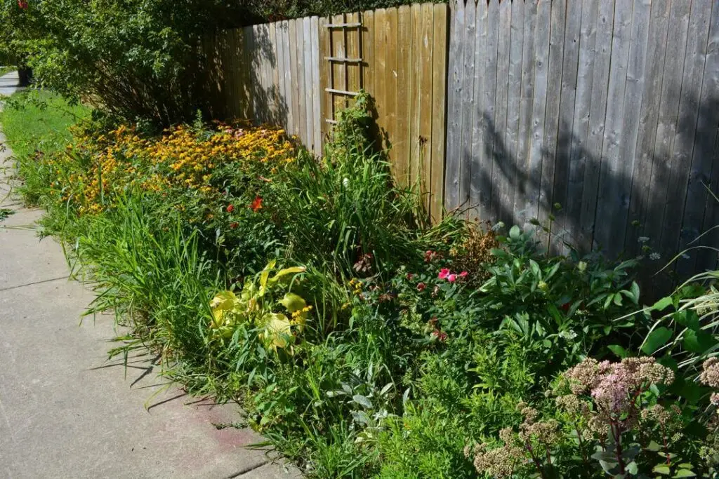 garden plants