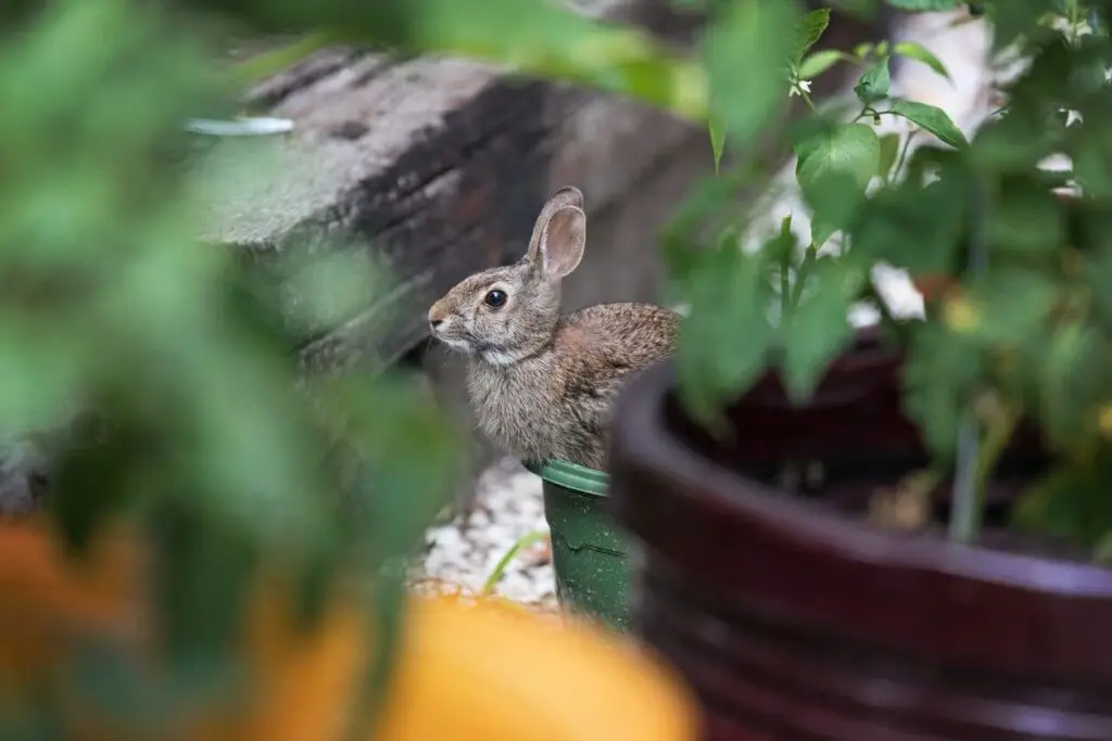 garden rabbit