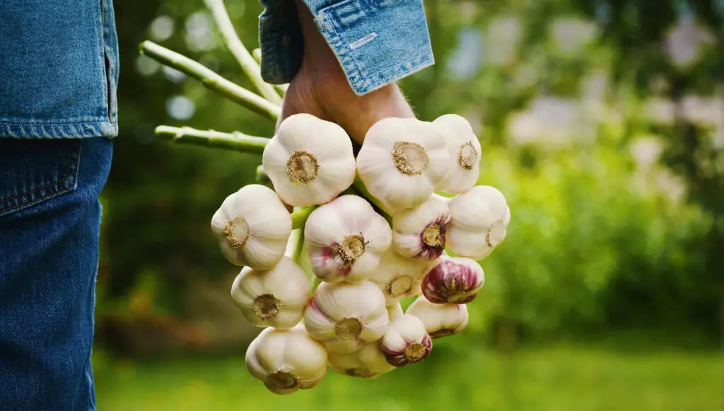 garlic growing tips