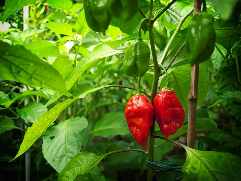 ghost pepper