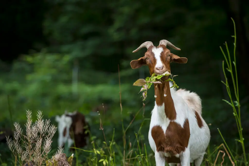 goat