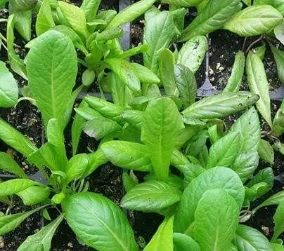 Herbs are a good option for growing indoors