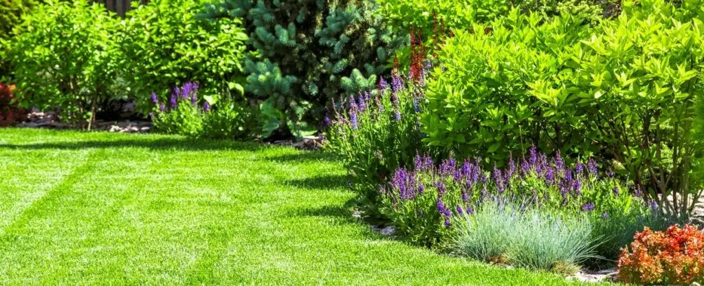 green lawn