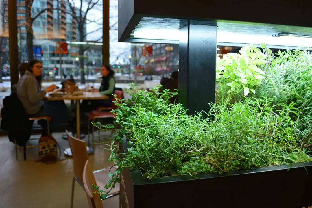 How to Grow Herbs Indoors