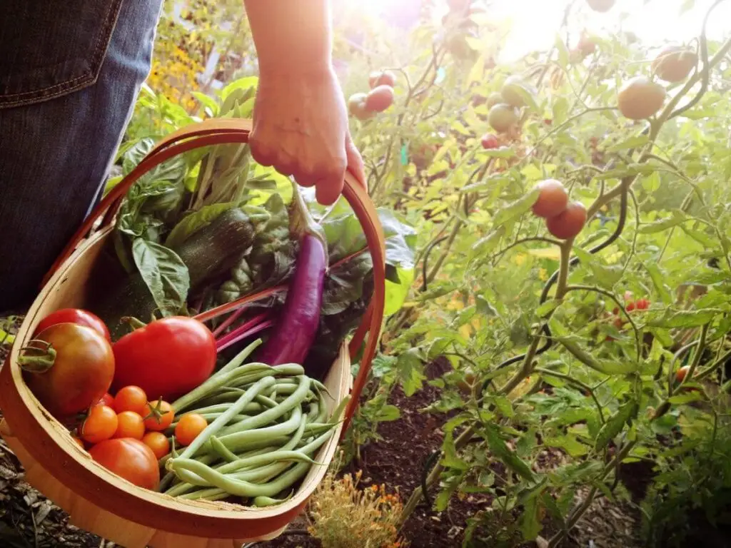 grow your own organic food
