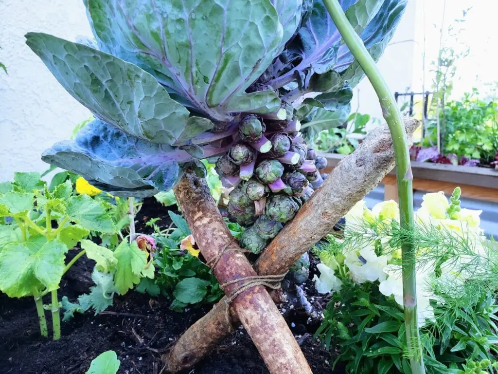 growing brussel sprouts