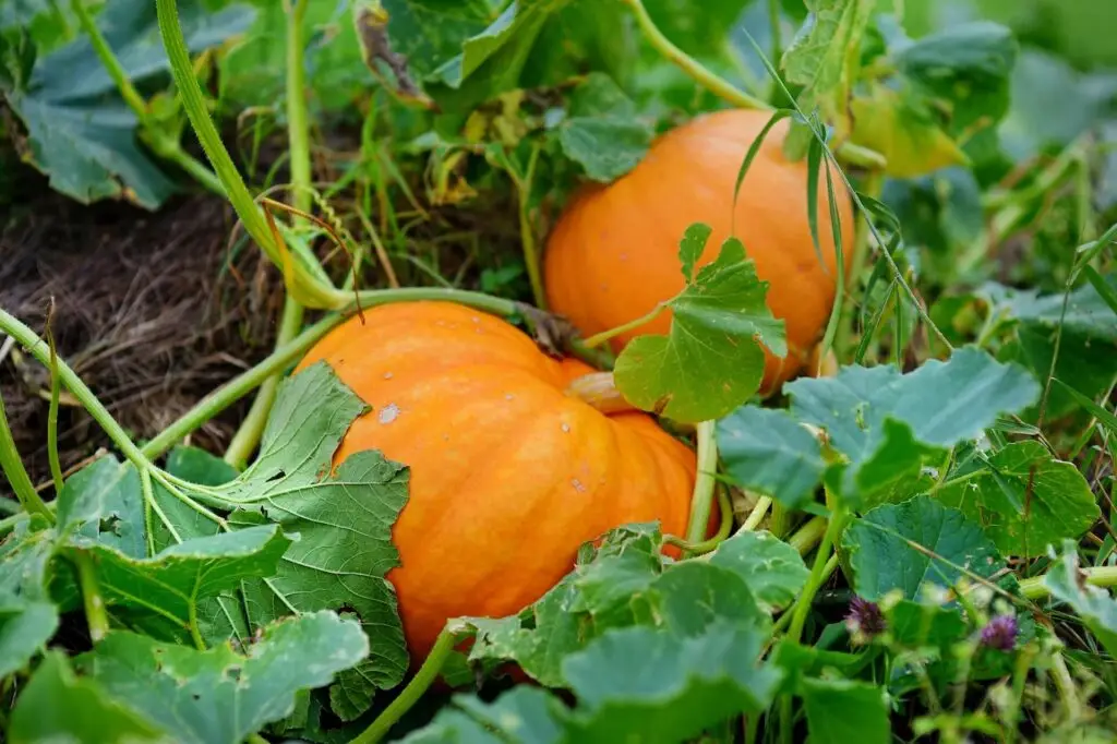 growing pumpkins